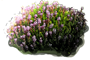 Brukentalia ostrolistna "Balkan Rose"